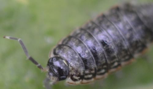 Philoscia muscorum